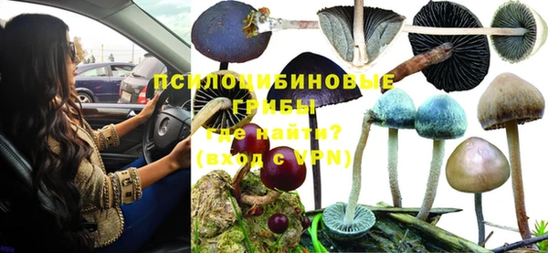 прущие грибы Вязьма
